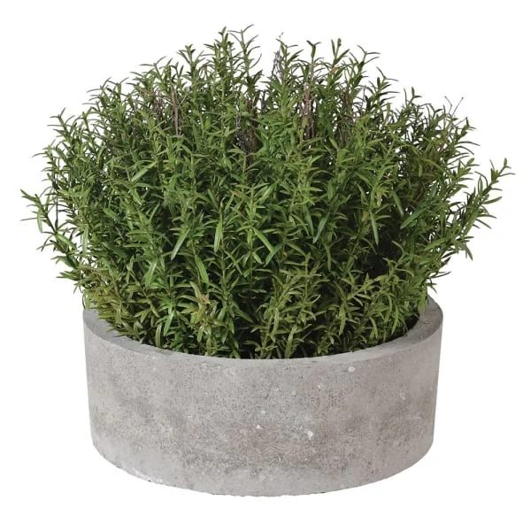 French Rosemary in Grey Pot